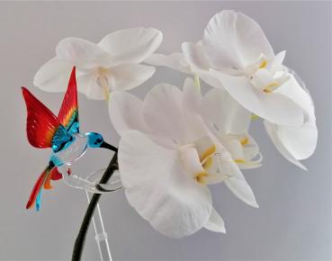 Preview: höhenverstellbarer Orchideenstab, Kolibri (transp.-blau-gelb-rot)